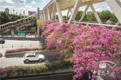 紅爆網(wǎng)絡(luò)的廣州三角梅，出自誰手？