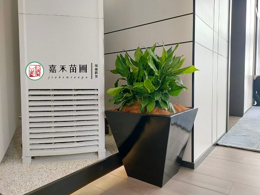 西安銀行綠植花卉租賃公司|西安嘉禾苗圃 西安銀行綠植花卉租賃公司|西安嘉禾苗圃