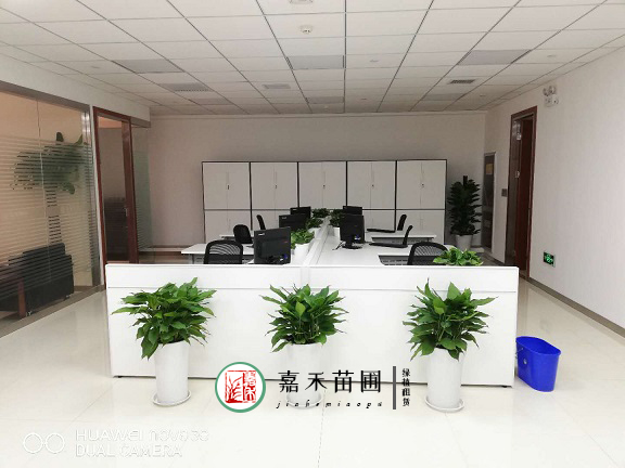 西安銀行辦公區花卉綠植租擺|西安嘉禾苗圃