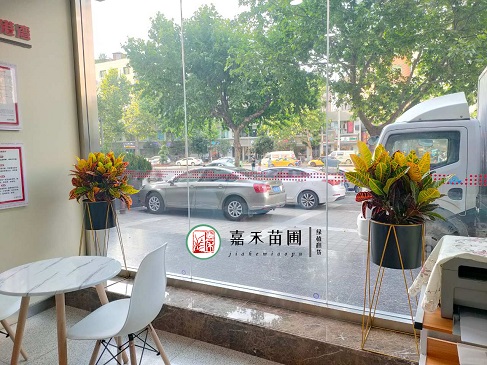 花卉之美:銀行如何通過花卉租擺服務為客戶和員工創造愉悅體驗