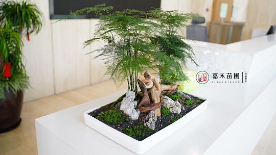 西安北京銀行:綠植租賃,煥新金融空間