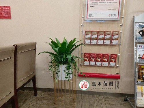 西安銀行綠植租賃都會怎么選擇供應商呢?